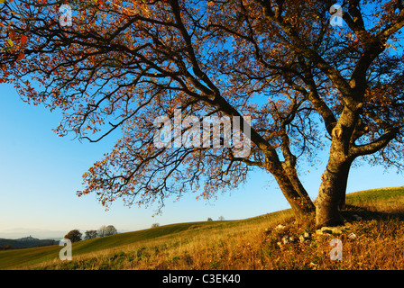 Grande quercia secolare in autunno colori serata sotto il cielo blu Foto Stock