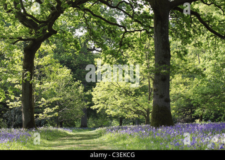 Percorso attraverso i bluebells fiorire in primavera a Westonbirt Arboretum, Gloucestershire, Inghilterra, Regno Unito Foto Stock