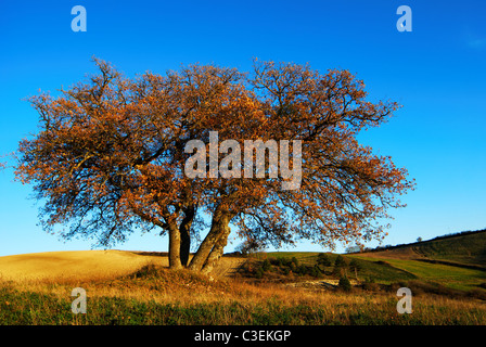 Grande quercia in luminosi colori autunnali con il blu del cielo e la luna Foto Stock