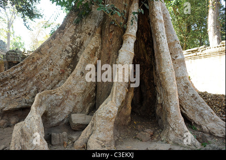 Enormi radici in Ta Prohm sito del tempio. Siem Reap, Cambogia Foto Stock