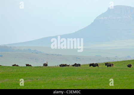 Sud paesaggi africani includono il deserto, prati, Bushveld e montagne. Allevamento di specie in pericolo wildebeeste nero in stato libero Foto Stock