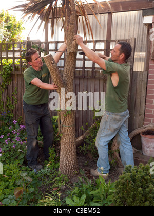 I chirurghi ad albero il taglio della parte superiore di un giardino Cordyline albero che erano state danneggiate dal gelo invernale e neve Foto Stock