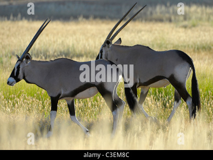 Conveniente superba visione di gioco nel Kgalagadi Parco transfrontaliero, Sud Africa. Due gemsbuck Oryx gazella in erba lunga Foto Stock