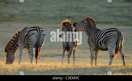 Accessibile gioco superba visione in Addo Elephant National Park, Sud Africa. La Burchell zebra ridere in luce del sole di mattina Foto Stock
