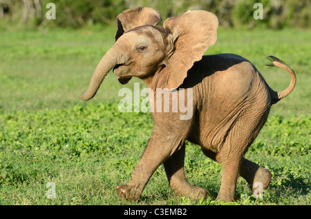 Accessibile gioco superba visione in Addo Elephant National Park, Sud Africa. Excited baby elefante africano in carica. Foto Stock