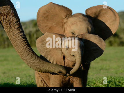Accessibile gioco superba visione in Addo Elephant National Park, Sud Africa. Elefante mucca accarezzando entusiasti dei vitelli. Foto Stock