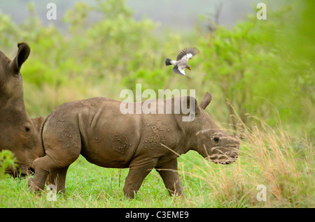 Conveniente superba visione di gioco nel Parco Nazionale di Kruger, Sud Africa. Baby rinoceronte bianco con mom. Fortemente in camicia al presente Foto Stock