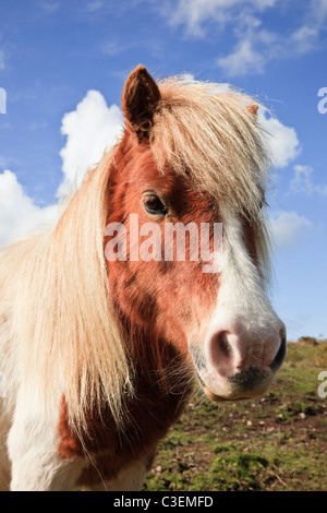 Il Regno Unito, l'Europa. Ritratto di testa di close-up di un marrone e bianco pony Foto Stock