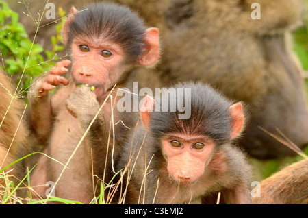 Conveniente superba visione di gioco nel Parco Nazionale di Kruger, Sud Africa. Due baby chacma babbuini guardare la fotocamera Foto Stock