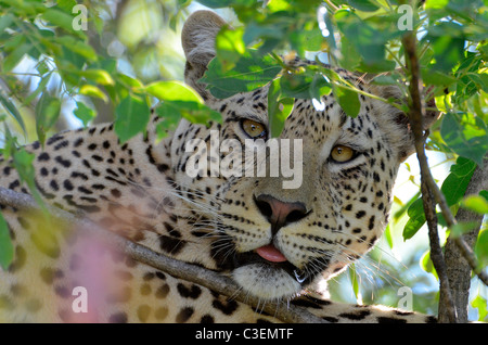 Conveniente superba visione di gioco nel Parco Nazionale di Kruger, Sud Africa. Incredibile close-up dei maschi di leopard giacente sul ramo Foto Stock