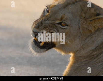 La visione di gioco nel Parco di Kruger in Sud Africa è conveniente e facile. Leonessa vizioso ululano a maschio amoroso Foto Stock