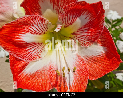 Stargazer varietà Amaryllidaceae hippeastrum è comunemente chiamato Amaryllis quando vengono venduti a fiorire in ambienti interni in inverno. Foto Stock