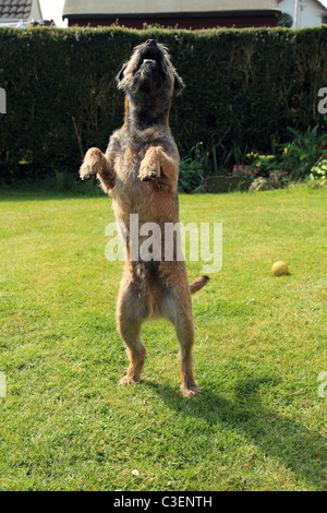 Border Terrier cane sulle sue zampe posteriori cercando Foto Stock