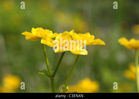 Close-up di Marsh Calendula fiori Foto Stock