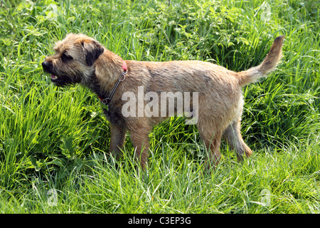Un confine Terrier cane stalking in erba lunga Foto Stock