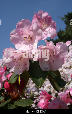 Rosa fiori di azalea prese a Ness Botanic Gardens, Wirral, Regno Unito Foto Stock