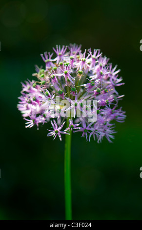 Allium Hollandicum "sensazione di Purple' Fiore testa Foto Stock