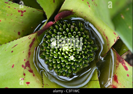 Close-up immagine di un Neoregelia burle-marxii fiore Foto Stock