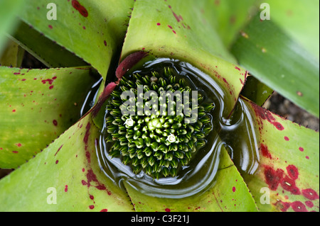 Close-up immagine di un Neoregelia burle-marxii fiore Foto Stock