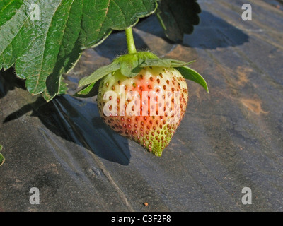 Frutta , Fragole fragaria ananassa Foto Stock