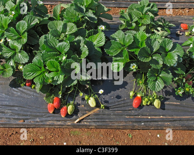 Frutta , Fragole fragaria ananassa Foto Stock