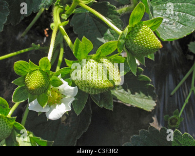 Frutta , Fragole fragaria ananassa Foto Stock