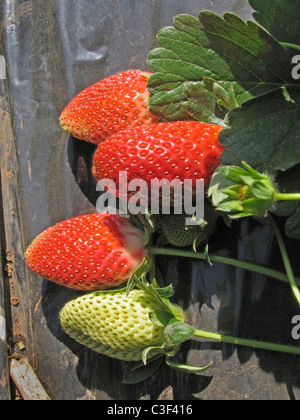 Frutta , Fragole fragaria ananassa Foto Stock