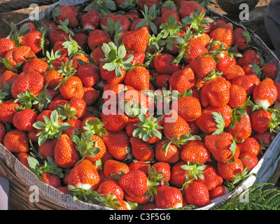 Frutta , Fragole fragaria ananassa Foto Stock