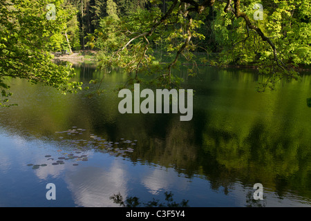 Stagno verde Foto Stock