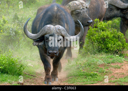 Accessibile gioco superba visione in Addo Elephant National Park, Sud Africa. Buffalo bull in polvere. Foto Stock
