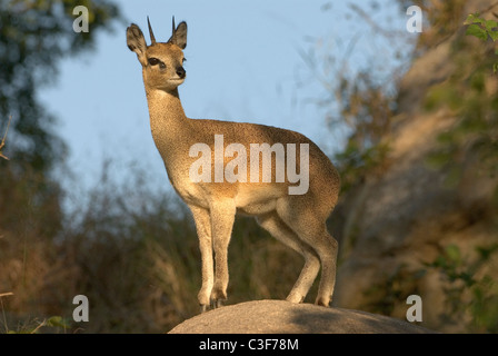 Conveniente superba visione di gioco nel Parco Nazionale di Kruger, Sud Africa. Amore Klipspringers affioramenti rocciosi per la sicurezza Foto Stock