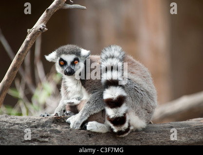 Anello lemure codato seduto su un ramo di un albero Foto Stock