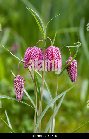 Chino teste a scacchi di serpenti testa fiori Fritillary Fritillaria meleagris in primavera Foto Stock