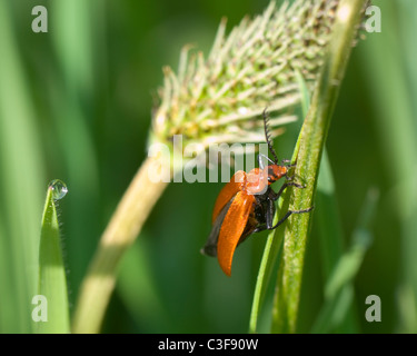 Il Cardinale Beetle (Pyrochroa serraticornis), Francia Foto Stock