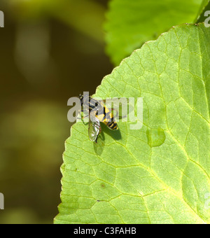 Hover-Fly (Helophilus pendulus), Francia Foto Stock
