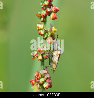 Sloe Bug (Dolycoris baccarum), Francia Foto Stock