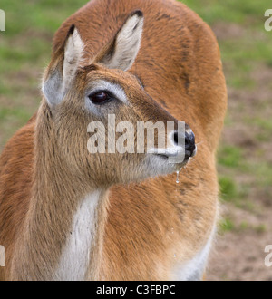 Femmina Appartamenti Kafue Lechwe Foto Stock