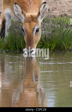 Femmina Appartamenti Kafue Lechwe Foto Stock