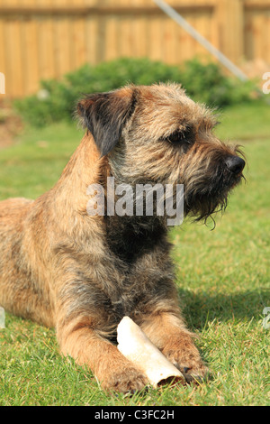 Border terrier cane sdraiato sul prato con un osso Foto Stock