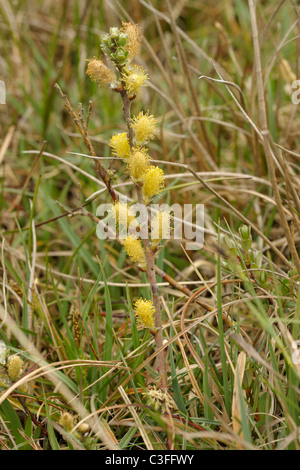 Creeping Willow, Salix repens Foto Stock