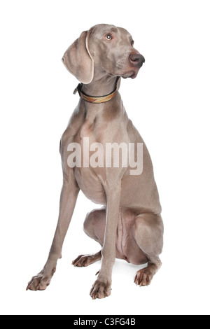 Cani weimaraner davanti a uno sfondo bianco Foto Stock