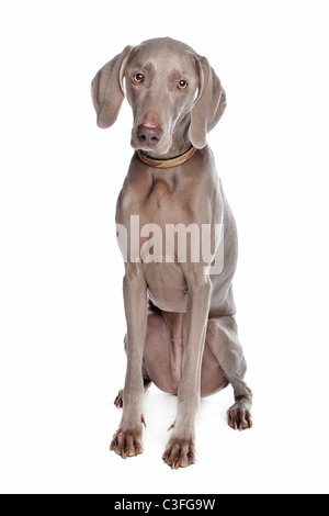 Cani weimaraner davanti a uno sfondo bianco Foto Stock