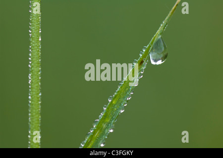 Gocce di rugiada su una lama di erba Foto Stock
