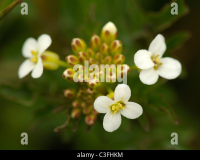 Acqua-crescione, Nasturtium officinale o rorippa nasturtium aquaticum- Foto Stock