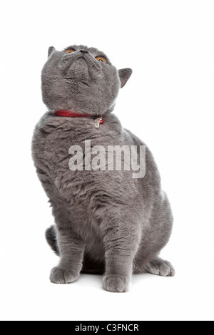 Blue British capelli corti cat davanti a uno sfondo bianco Foto Stock