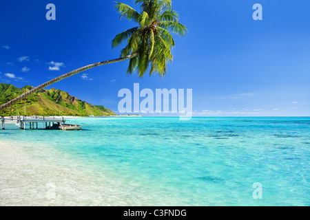 Palm tree hanging over stunning lagoon with jetty Foto Stock