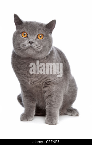 Blue British capelli corti cat davanti a uno sfondo bianco Foto Stock