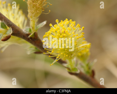 Creeping Willow, Salix repens Foto Stock