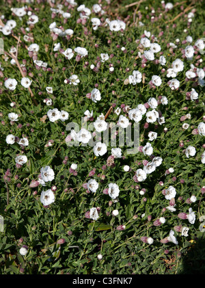 Mare Campion Silene maritima formare cuscini spessi su rupi costiere Foto Stock