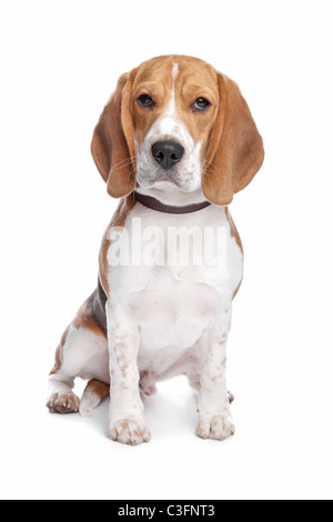 Cane Beagle davanti a uno sfondo bianco Foto Stock